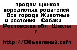 продам щенков породистых родителей - Все города Животные и растения » Собаки   . Ростовская обл.,Шахты г.